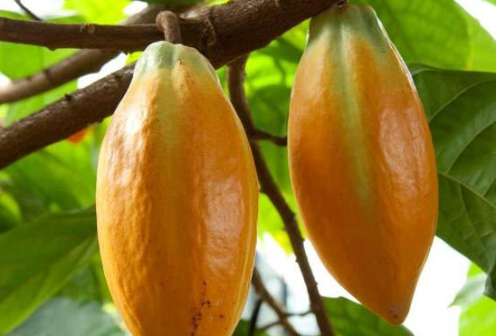 小地理第21篇世界三大饮料作物可可