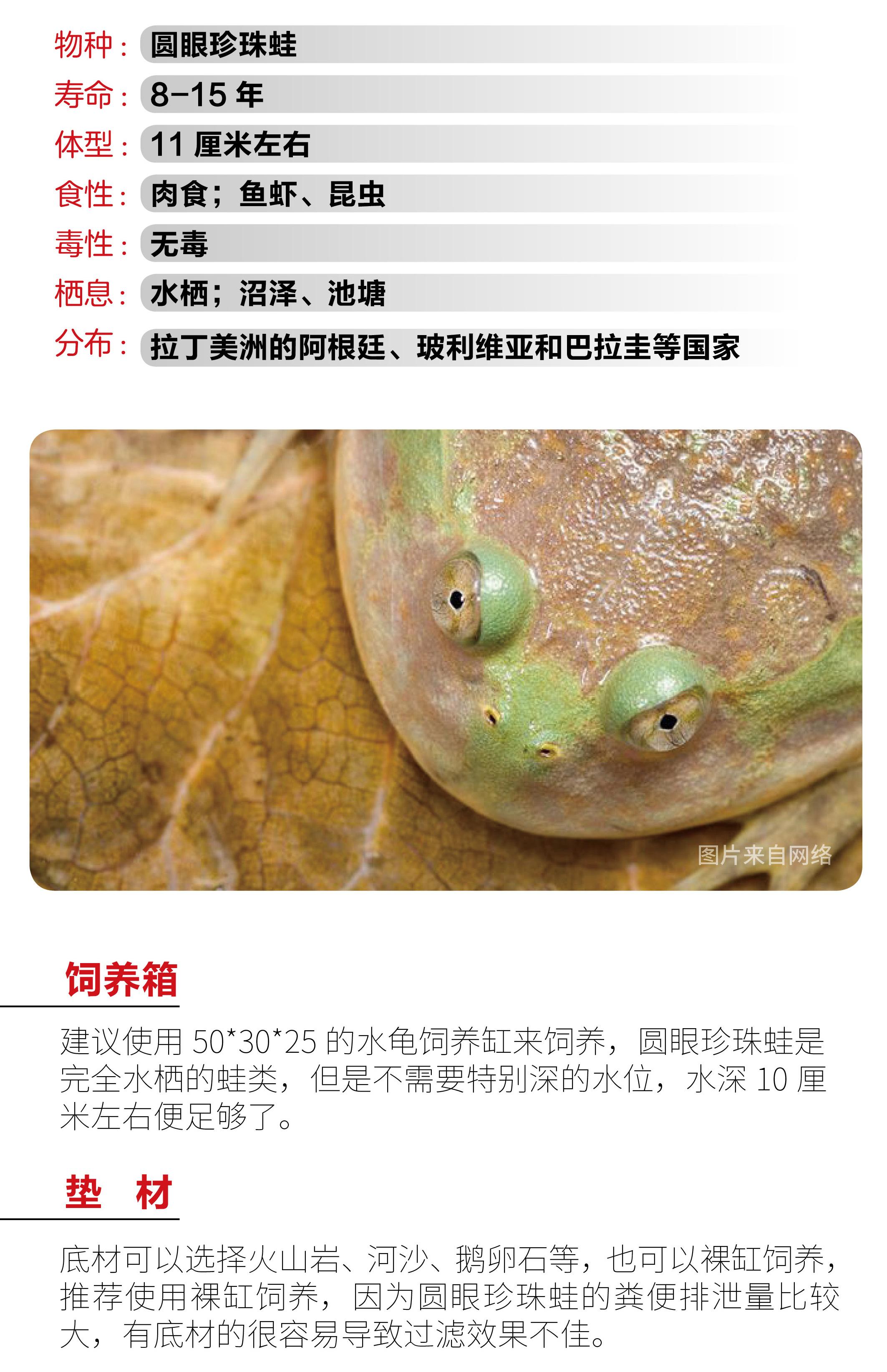物种小谈┃圆眼珍珠蛙