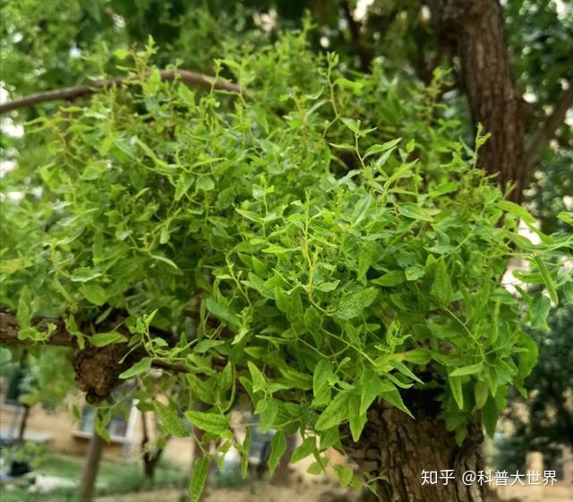 秋天枣树长出细嫩的枝叶，其实是它“疯了”，赶紧对付这种小虫子 - 知乎