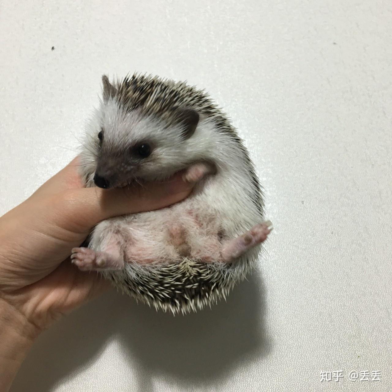 大部分的新手养刺猬，其实不需要买这个东西 - 知乎