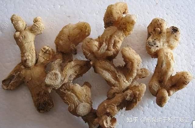 黄精怎么烘干最好?安徽六安黄精烘干项目 - 知乎