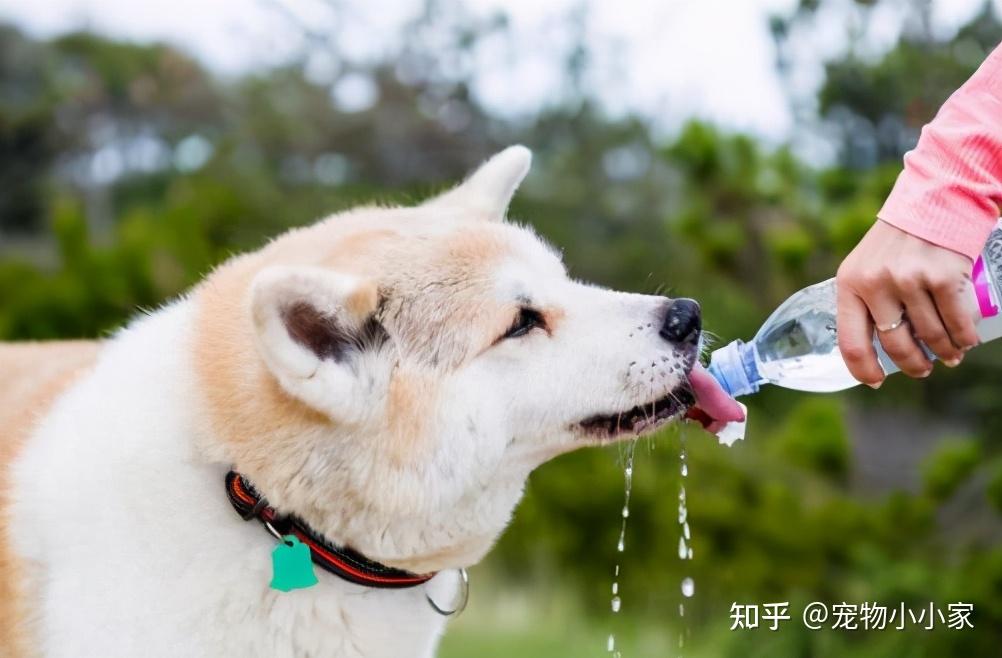 防暑指南几招教你帮助狗狗度过这个炎炎夏日