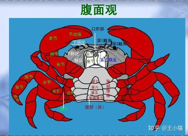 大闸蟹品鉴全集含赏玩