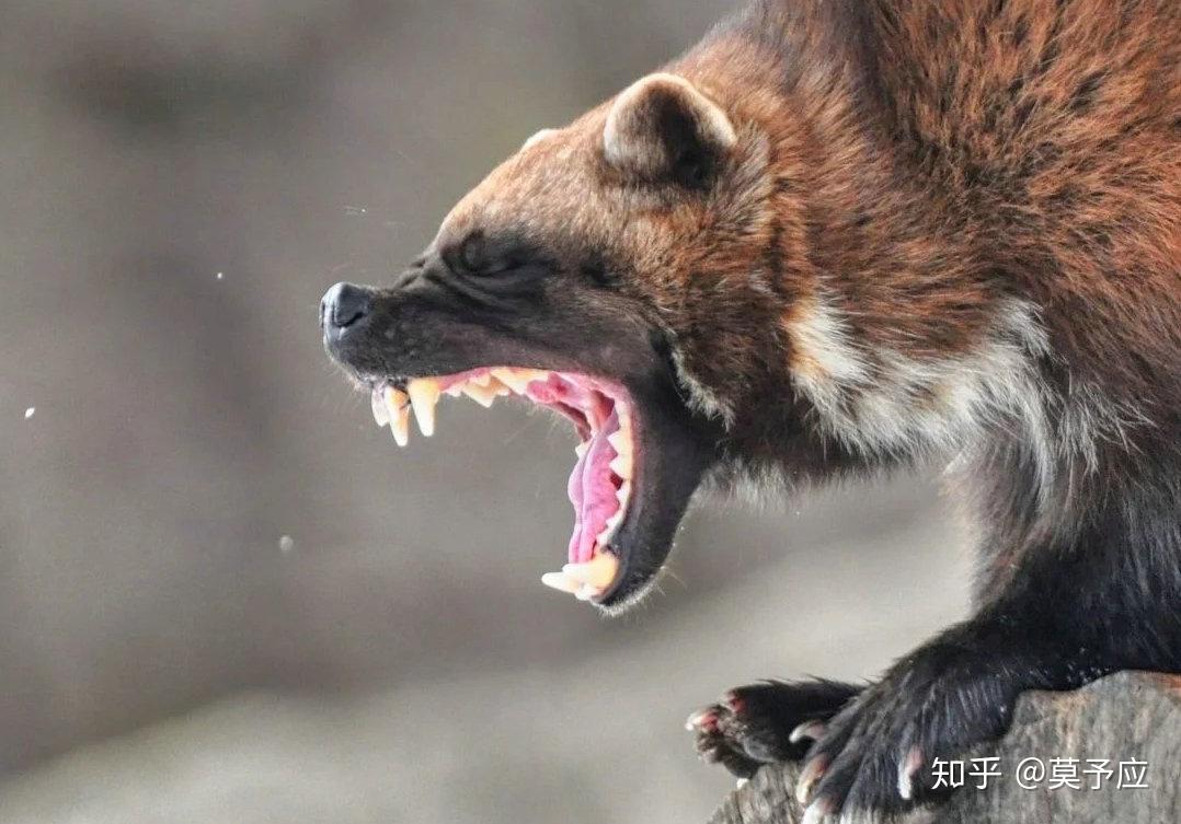 蜜獾袋獾和狼獾如果放一起打起来谁能获胜