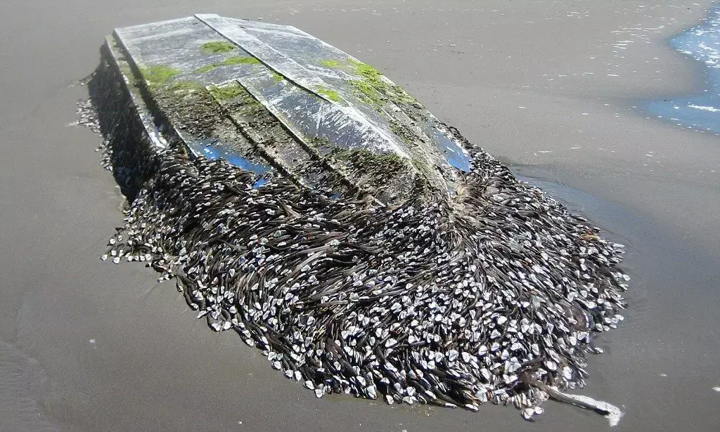 被称作地狱美味的藤壶用实力诠释什么叫脸都不要了