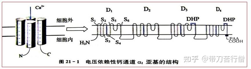 离子通道——钙离子通道 - 知乎