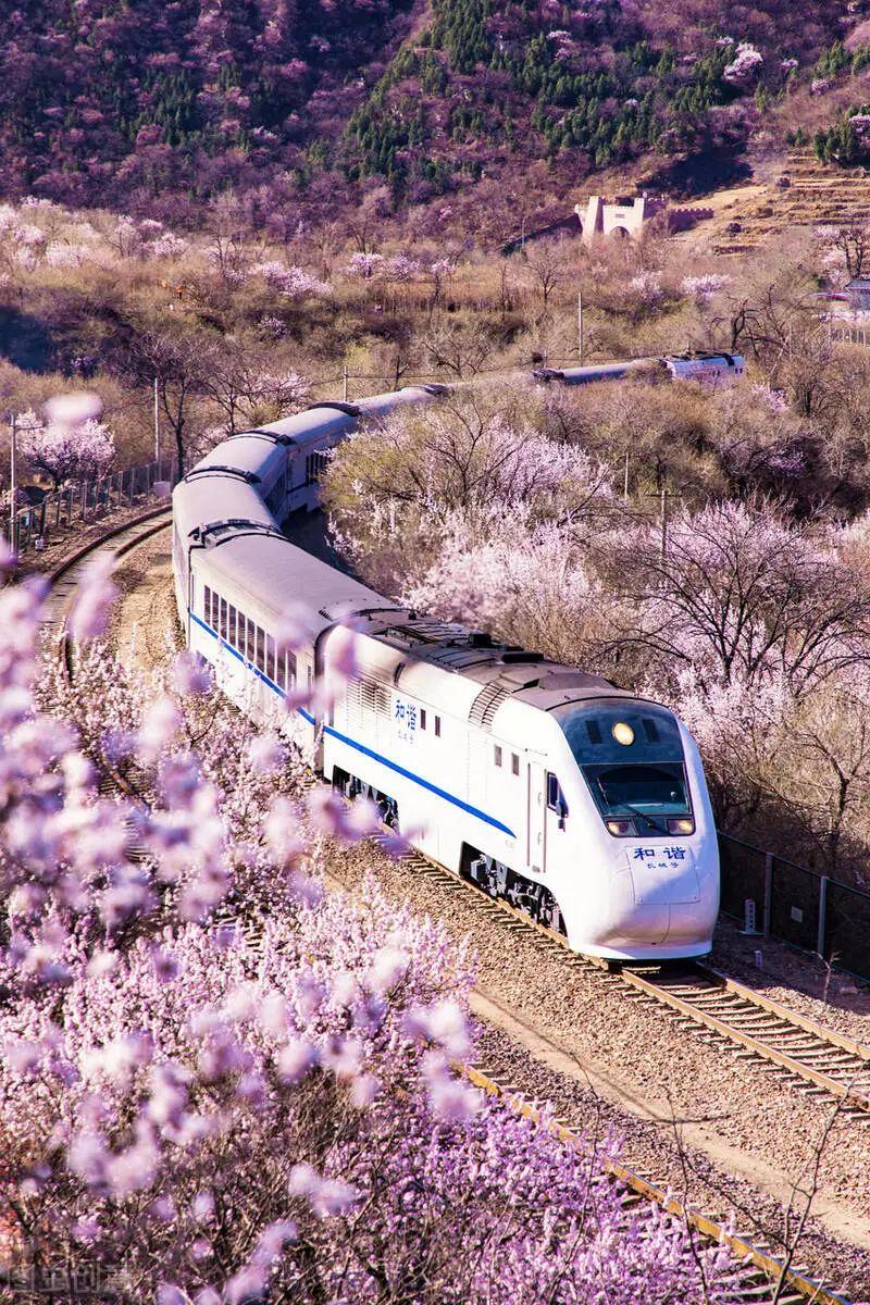 限定20天!北京开往春天的专列,只需6元,穿越浪漫花海