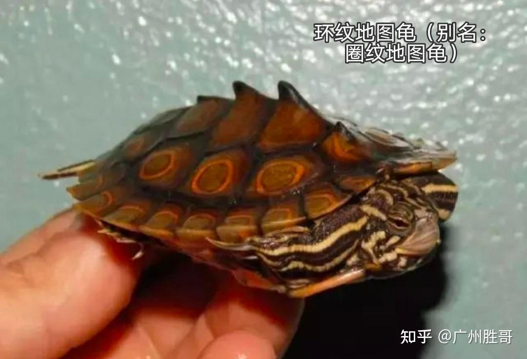 地图龟是龟界的哈士奇,也是适合新手饲养的观赏龟,地图龟有13种 - 知乎