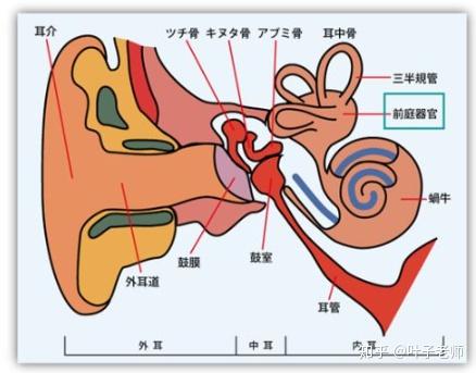 所以,如果孩子的前庭功能失调,也会和眼球运转不灵活一样,导致孩子的