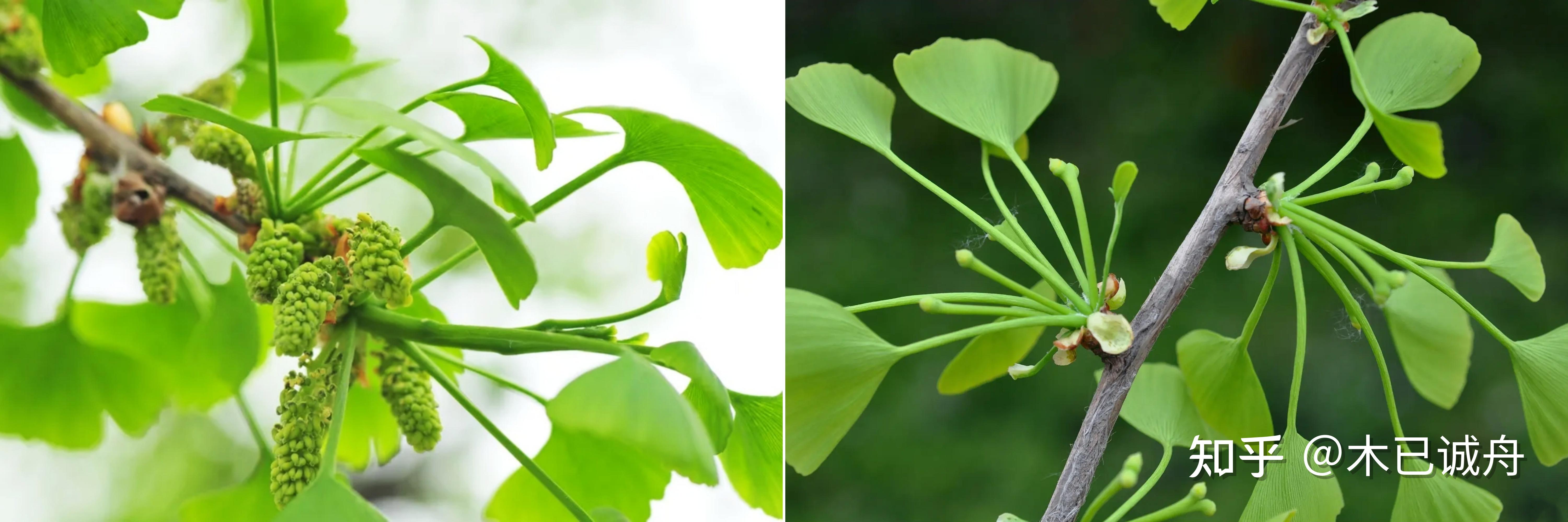 银杏,一叶知秋 - 知乎