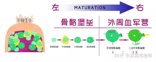 豌豆兵版中性粒细胞成长史,让护士瞬间弄懂核左移与核右移 - 知乎
