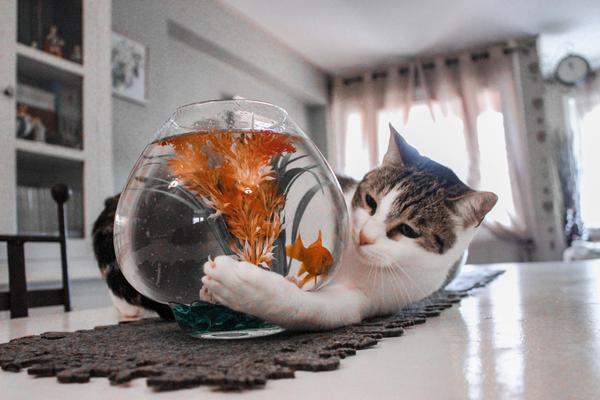 猫为什么爱吃鱼?