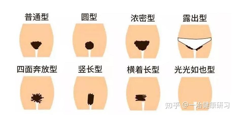 女性几岁开始长阴毛