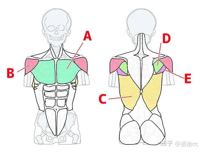 6分畫軀幹 - 知乎
