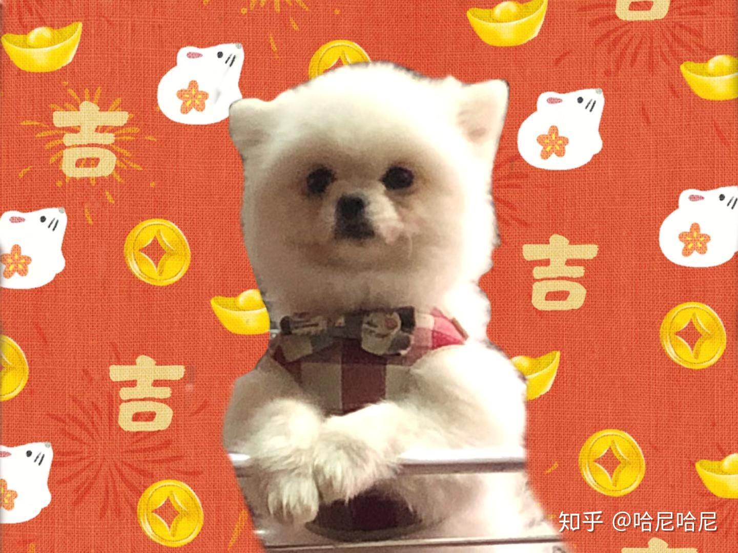 怎么使狗窝不臭 v2-592d209805a074c8e8f9b7f91b00f159_r.jpg