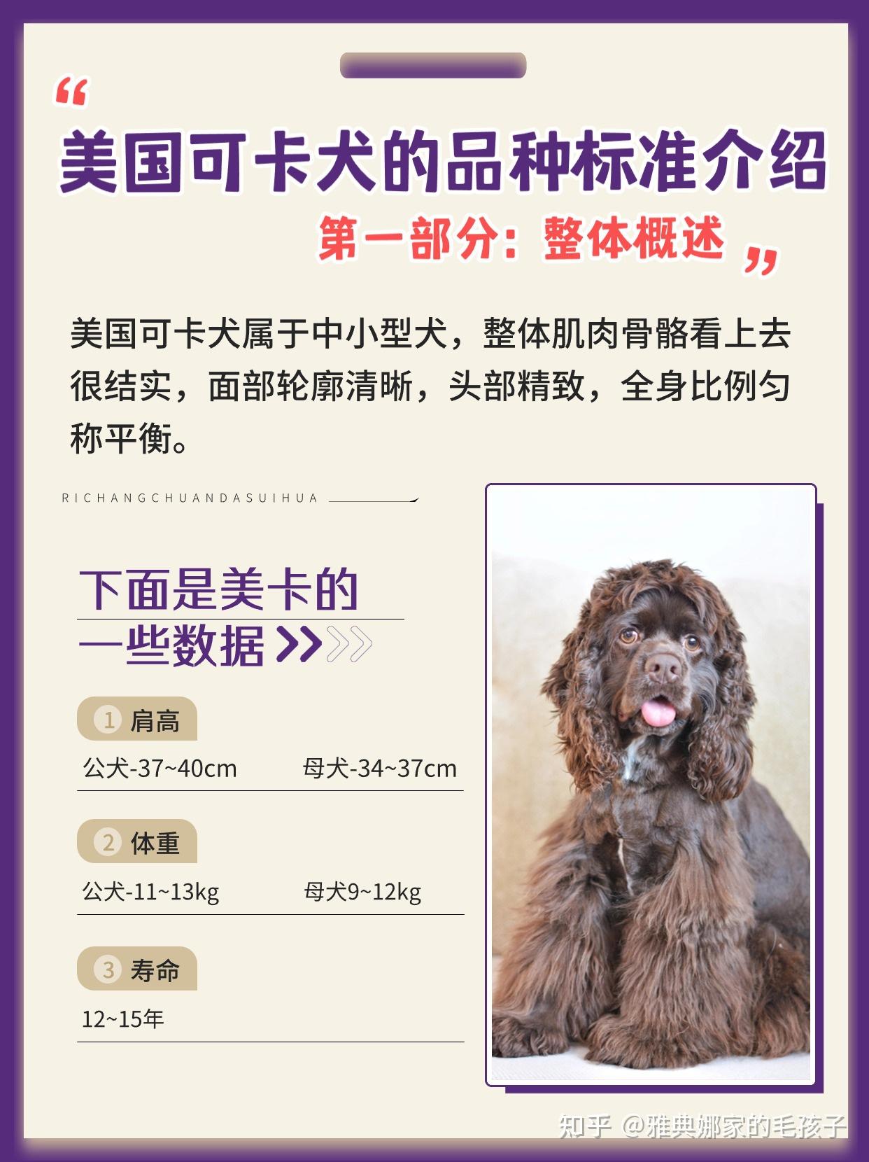 美卡犬的品种标准,看完你就知道如何挑选了 - 知乎