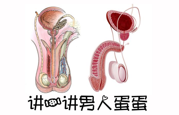 讲一讲男人蛋蛋那些事 睾丸正常多大 睾丸一大一小正常吗 睾丸一高一低正常吗 睾丸经常疼痛怎么回事 知乎