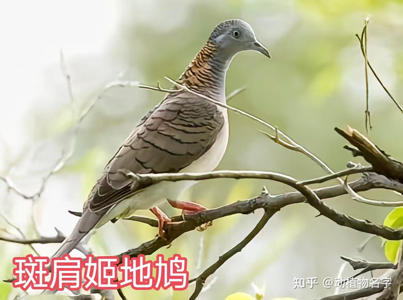 99图带你走进鸠鸽科鸟类的世界 - 知乎