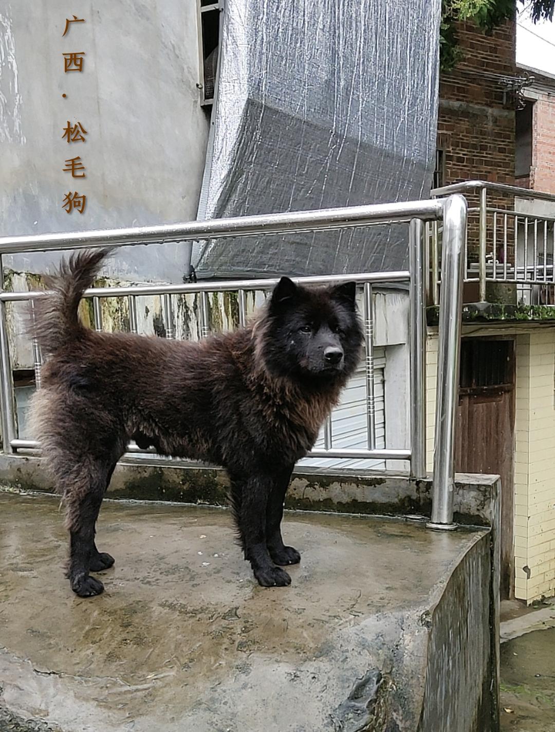 本犬纲目（中国本土狗品种大全) - 知乎