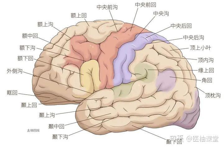 脑叶分布图片