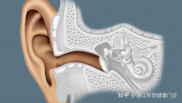听觉的生理学。。 - 知乎