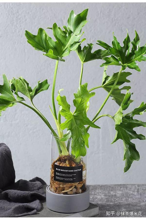 家庭园艺仙羽绿蔓绒养护指南