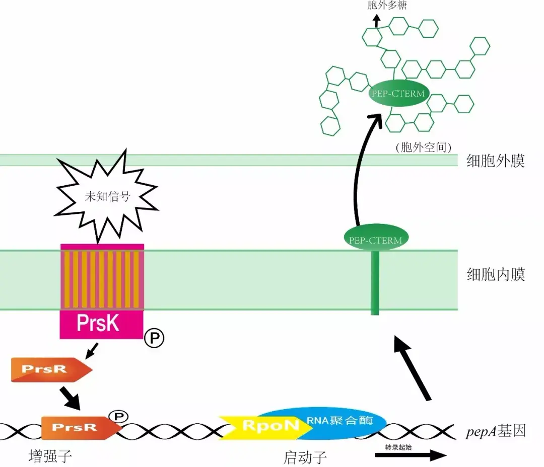 把自身合成的胞外多糖当成网线,把pep-cterm蛋白质当成网线交织的网节