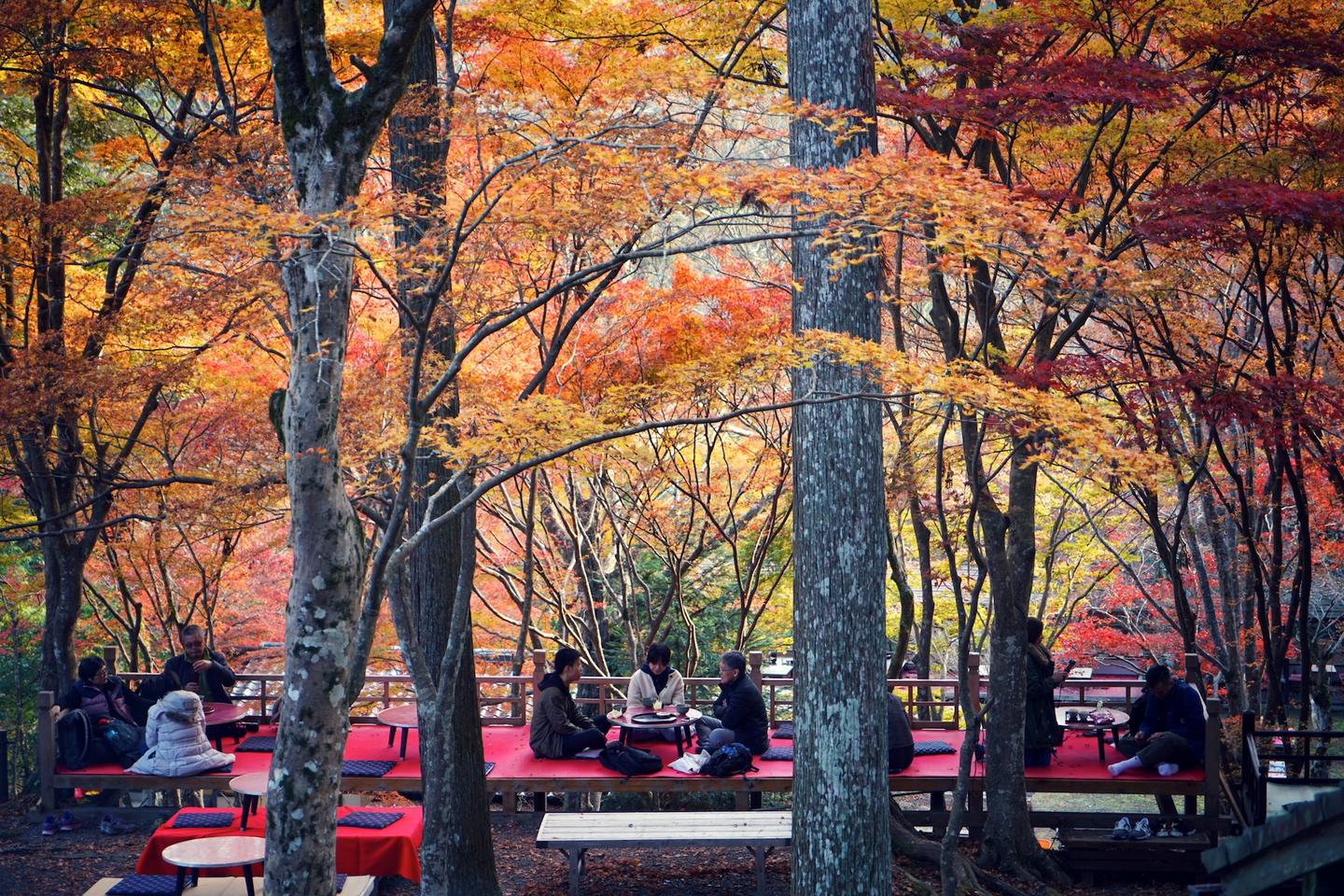 京都の秋 知乎
