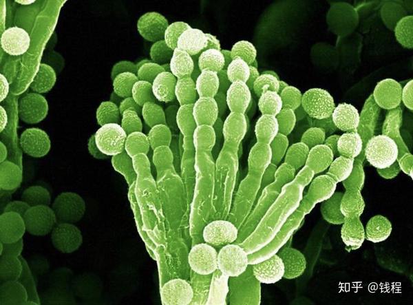 青霉菌(penicillium)的显微照片