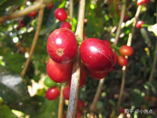 埃塞俄比亚如同摇篮一样,孕育着各式各样的咖啡品种;瑰夏就是众多孩子