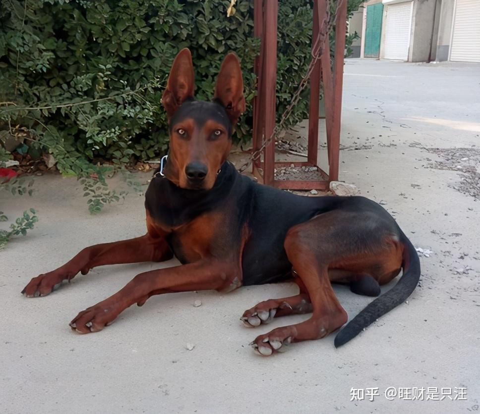 这几种"中国土狗",一旦养了,只认你一个主人 - 知乎