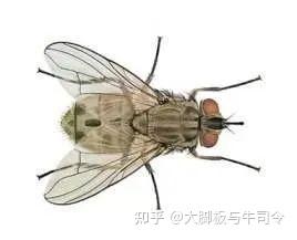 防范牛场吸血蝇出没