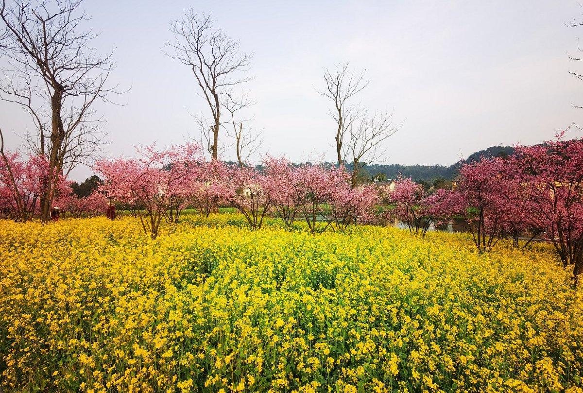 2022重庆天坪山油菜花景点营业时间