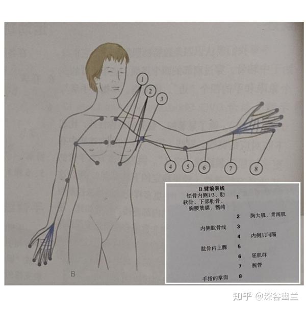 肌筋膜经线之手臂线 - 知乎