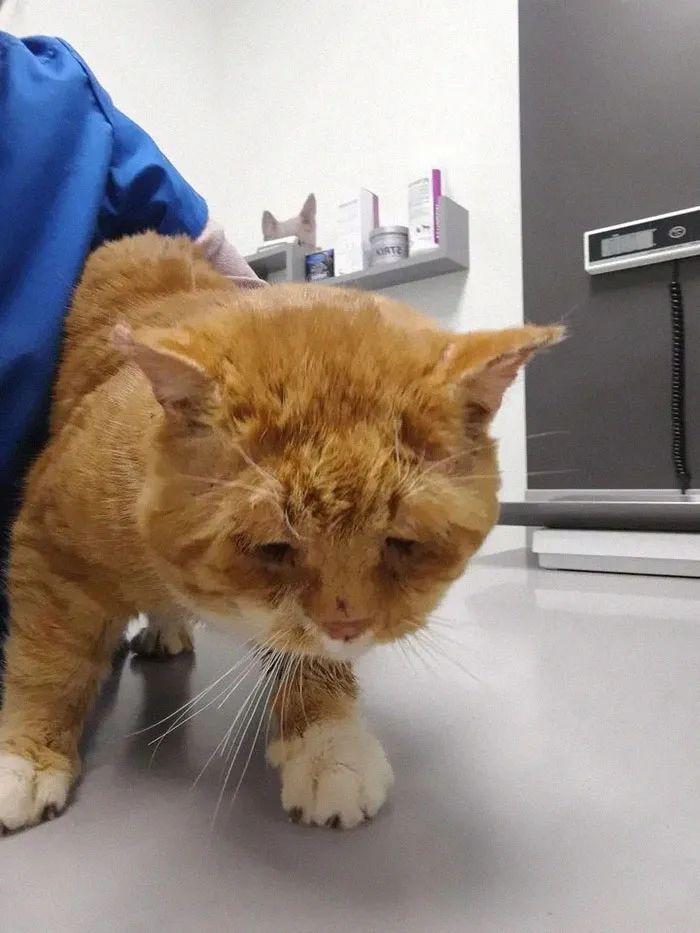 流浪的橘猫在临死前向人类求助求求你救救我吧