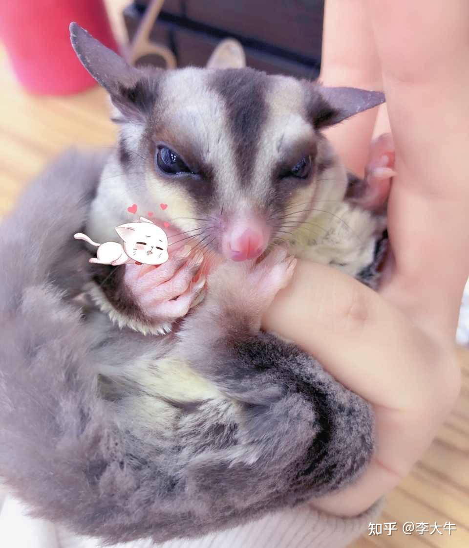 科普蜜袋鼯并不好养养前请三思