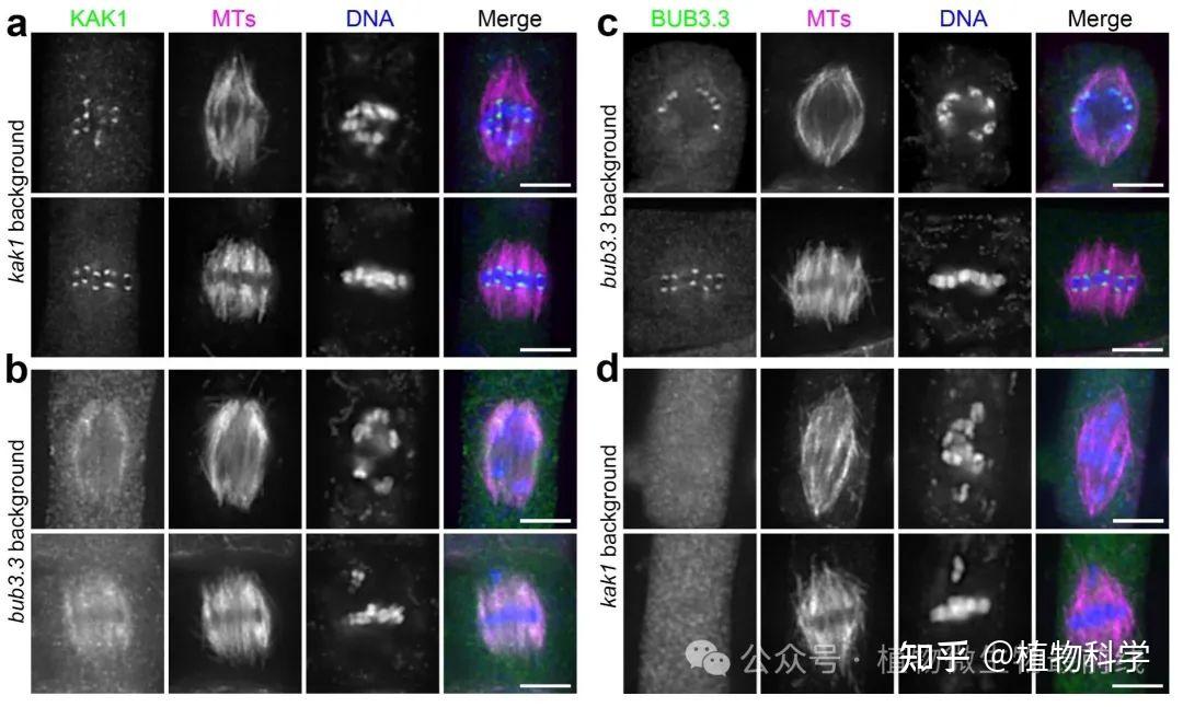 Nature Plants | 四川大学邓星光课题组解析植物细胞有丝分裂过程中染色体集会的调控机制 - 知乎
