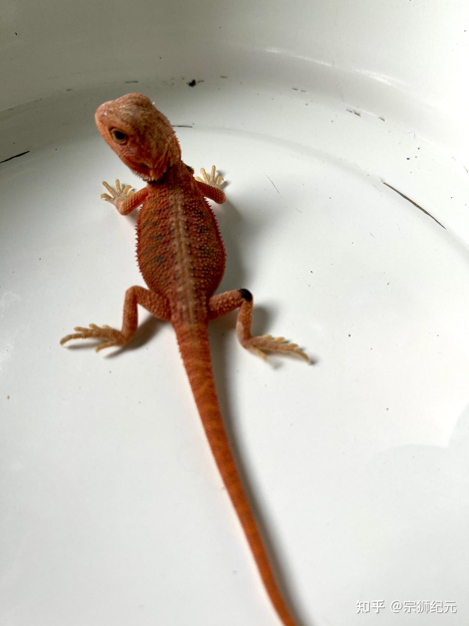 鬃狮蜥~ - 知乎