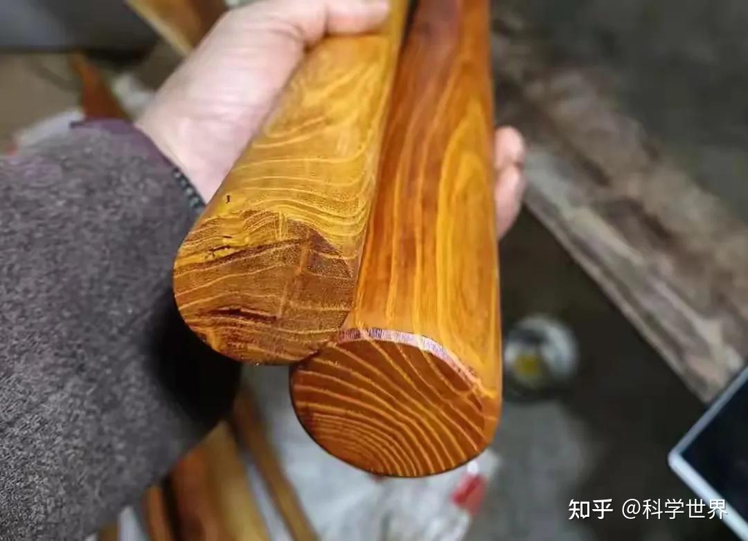 藏在农村的刺树,竟是千年黄金木?被遗忘的柘木,价值远超想象 - 知乎