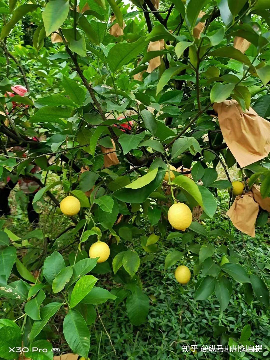 柠檬之魂(四川安岳柠檬)