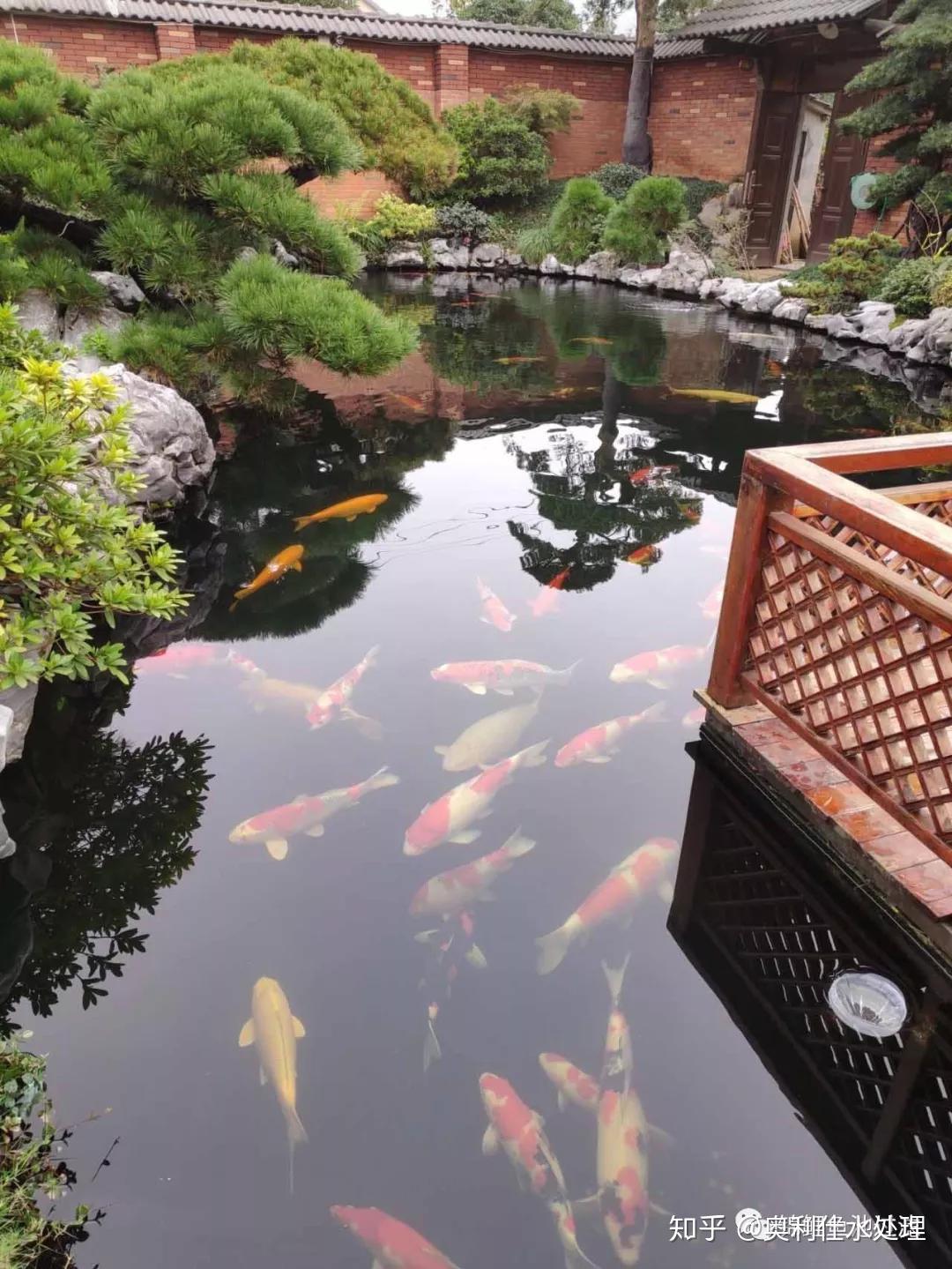 中西方锦鲤鱼池不同风格的美