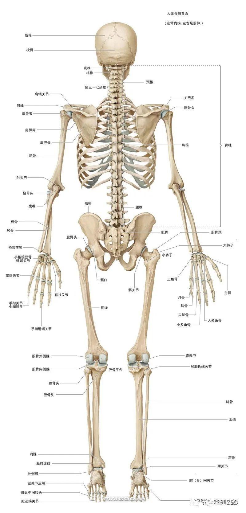 人体骨骼结构图 - 知乎