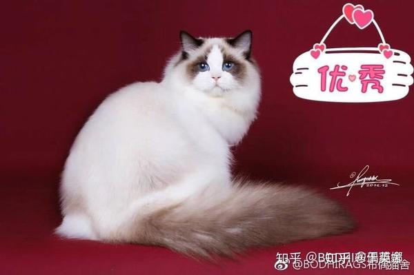 布偶猫海豹色会出手套吗 布偶猫海豹色手套 德涵网