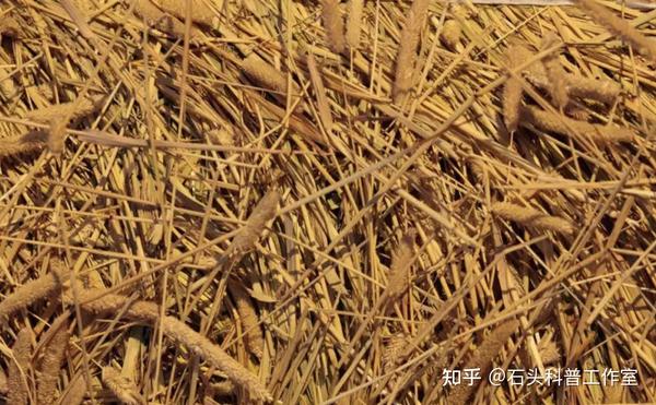落“叶”,不只是归根 - 知乎