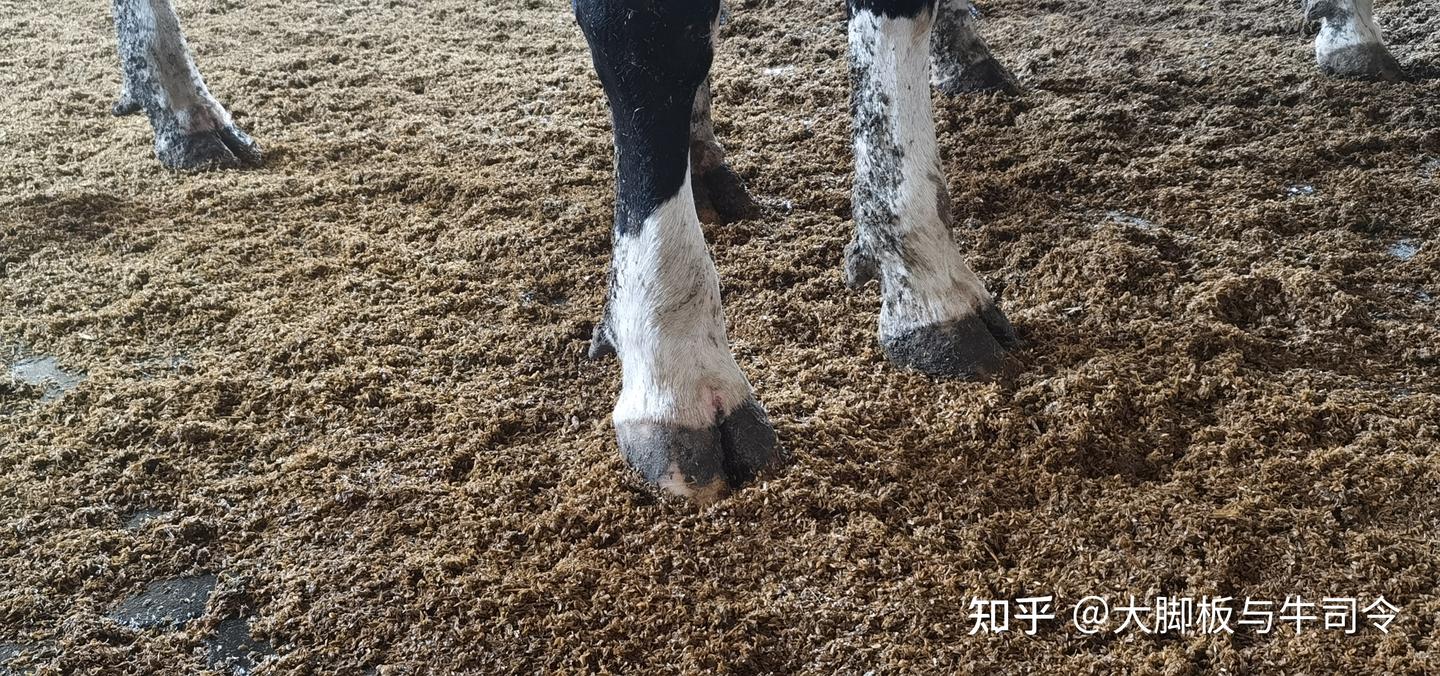 不定期做蹄浴的危害，如何正确给牛蹄浴？ - 知乎