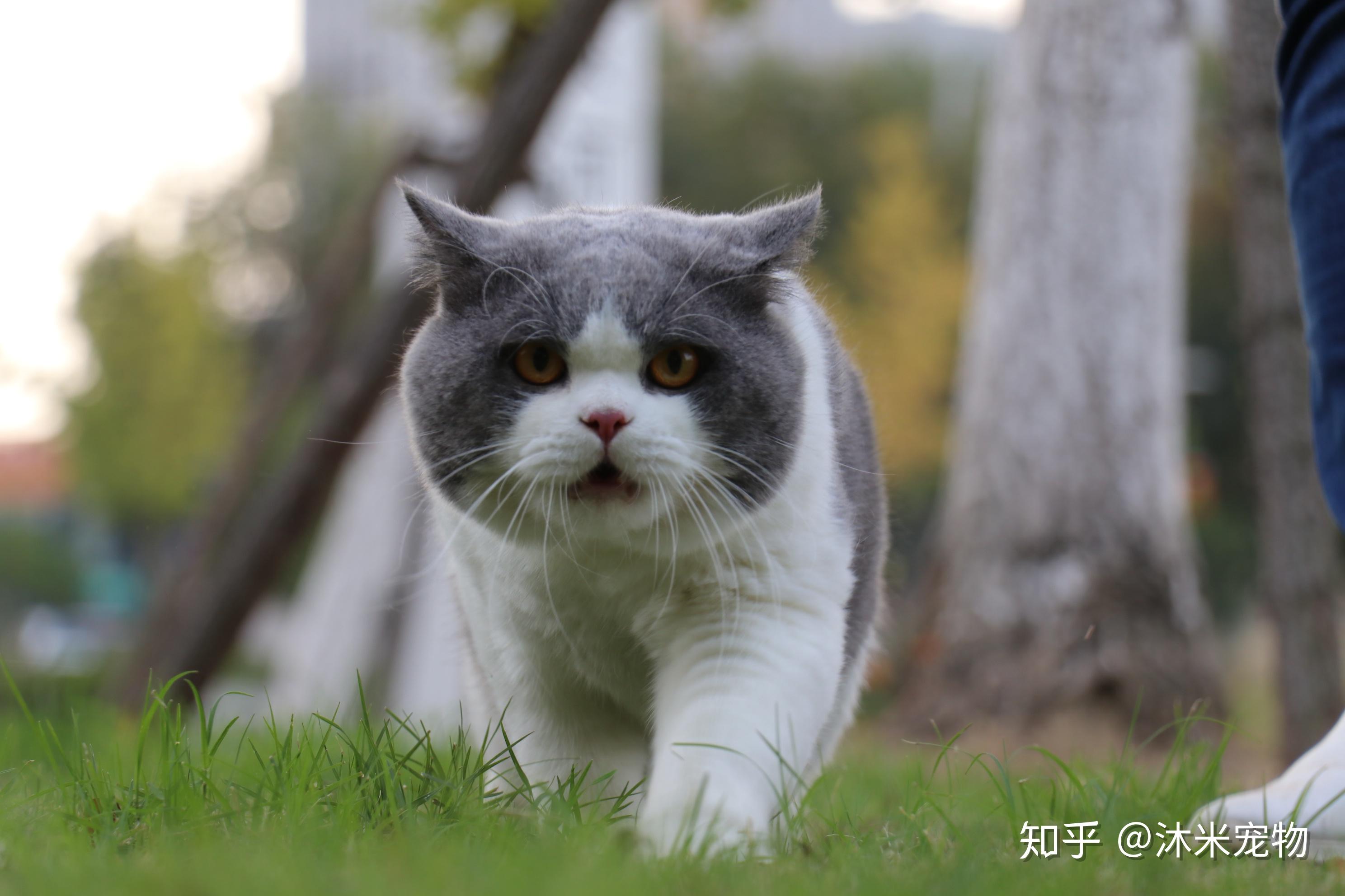 4800买的英短蓝白现在长成土猫啦它到底是土猫还是尴尬期啊