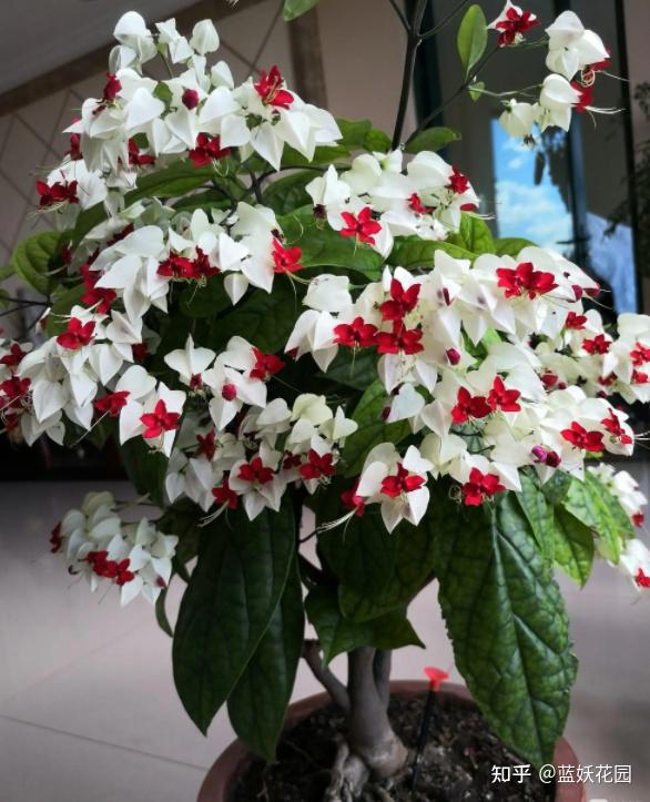 龙吐珠盆栽养殖方法与注意事项