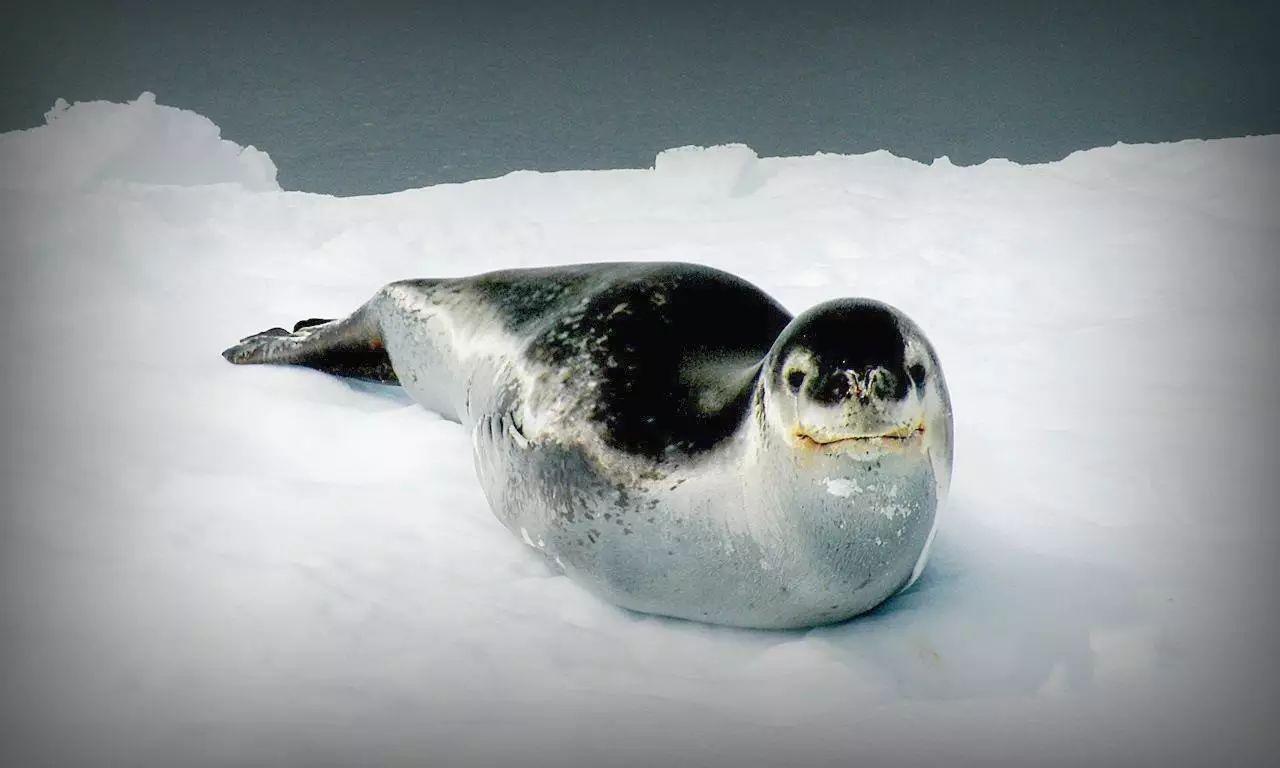 想想带你学百科南极小霸王豹海豹