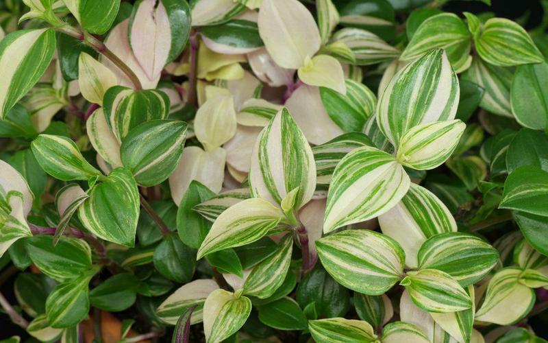 室内观叶植物佼佼者白花紫露草可用植物非试管高效快繁技术快繁