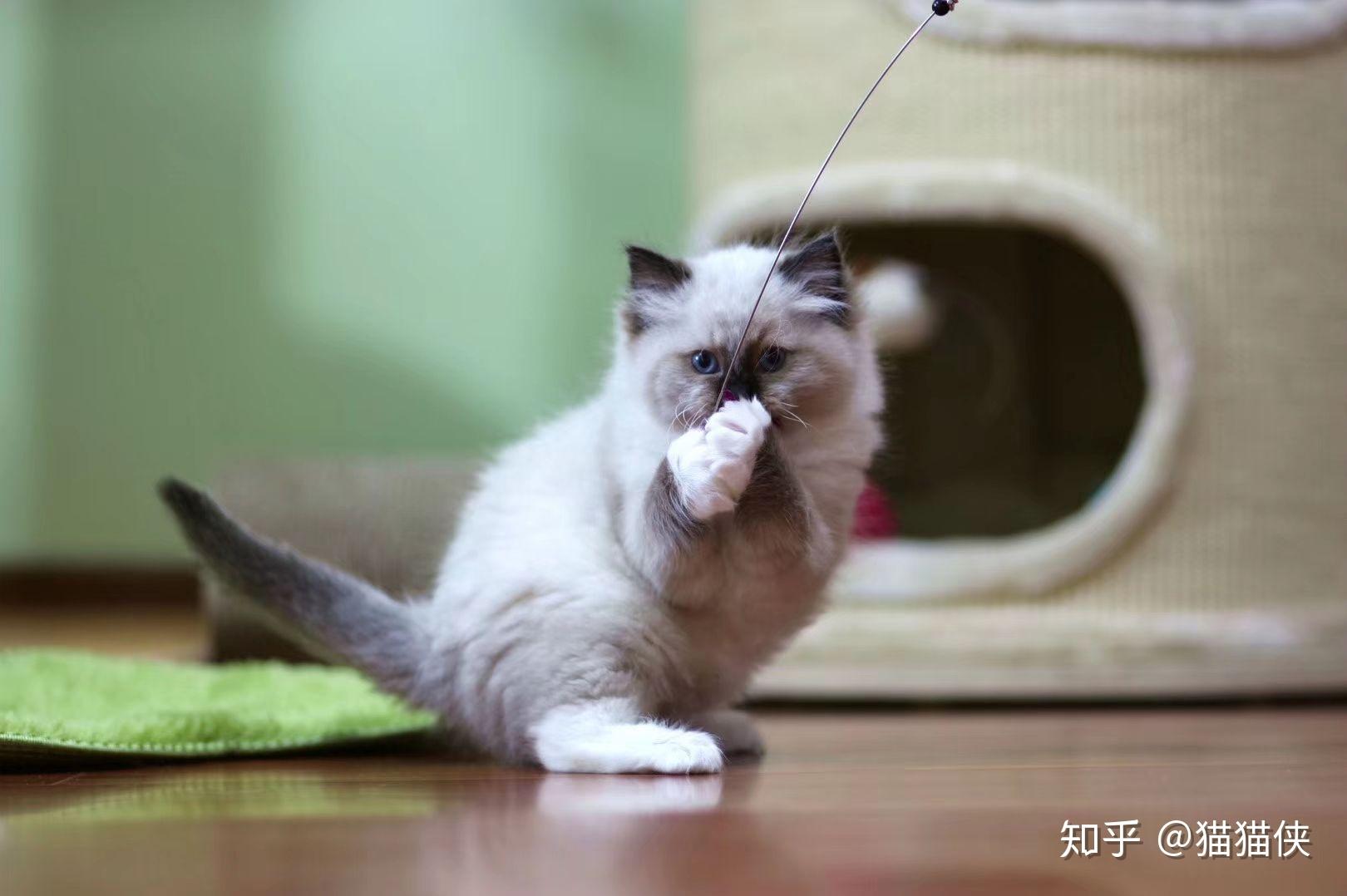 开猫舍需要知道哪些事儿? - 知乎